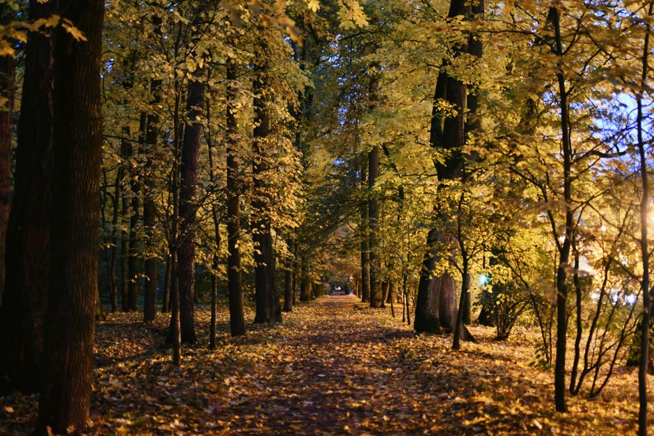 A wide pathway through a park lined with tall deciduous trees with yellow autumn foliage, with fallen leaves scattered on the ground. Streetlights illuminate the scene, casting a warm glow on the trees and pathway. In the background, a delivery van is partially visible parked on the pavement near the edge of the park. Inside the van, furniture pieces such as a wooden table and cardboard boxes wrapped in plastic are being loaded or unloaded by workers, who are not visible in the image. The scene suggests an outdoor setting during dusk or early evening, with a focus on the logistics of home relocation and furniture transport, as part of a professional removals process carried out by Man and a Van Highbury.